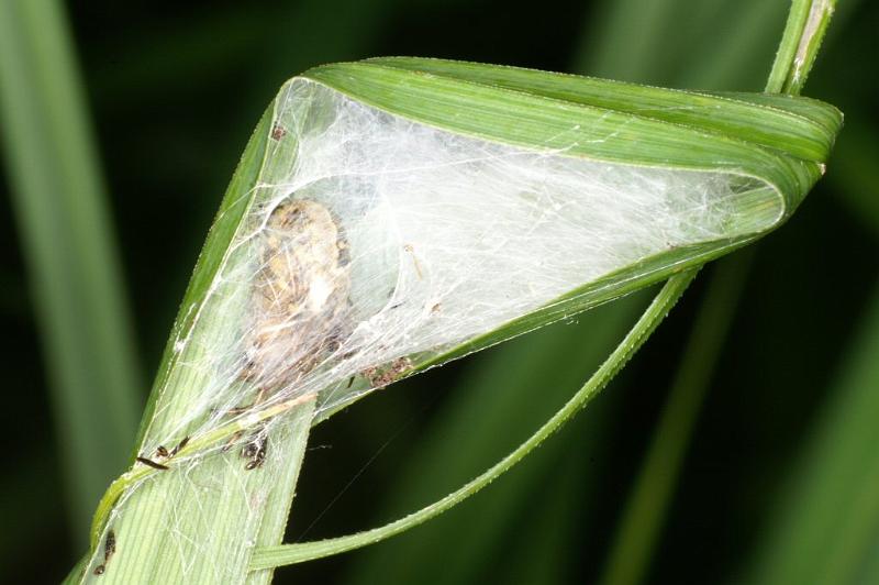 Larinioides_cornutus_D3097_Z_85_Loosdrechtse plassen_Nederland.jpg